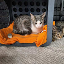 Thumbnail photo of Maple #2