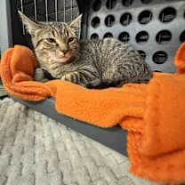 Thumbnail photo of Maple #1