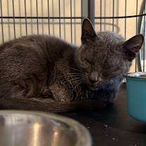 Thumbnail photo of Glameow #2