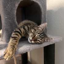 Thumbnail photo of Garfield #4