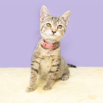 Thumbnail photo of Imposter Lulu #2