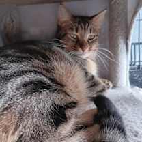 Thumbnail photo of Wren #1