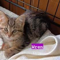 Thumbnail photo of Wren #2