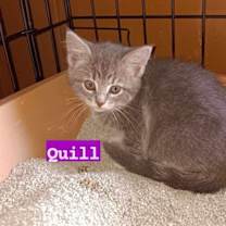 Thumbnail photo of Baby Quill #2