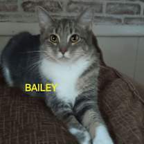 Thumbnail photo of Baby Bailey #1