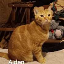 Thumbnail photo of Baby Aiden #1