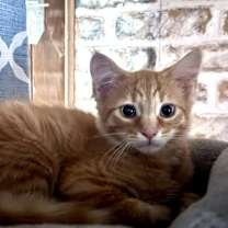 Thumbnail photo of Baby Aiden #2