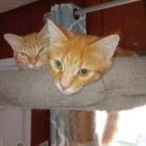 Thumbnail photo of Baby Aiden #3