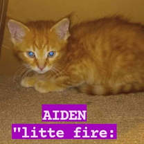 Thumbnail photo of Baby Aiden #4