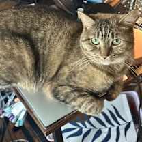 Thumbnail photo of Emmy #1