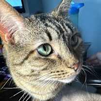 Thumbnail photo of Emmy #2