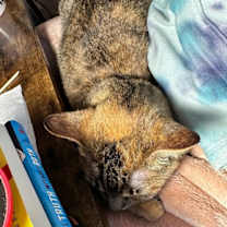 Thumbnail photo of Emmy #4