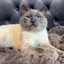 Thumbnail photo of Meowgi #1
