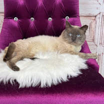 Thumbnail photo of Meowgi #2