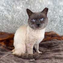 Thumbnail photo of Meowgi #3