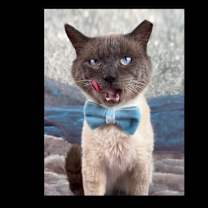 Thumbnail photo of Meowgi #4