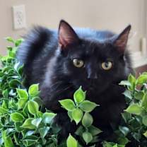 Thumbnail photo of Duchess #1