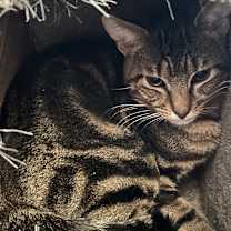 Thumbnail photo of Gideon #2