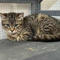 Thumbnail photo of Milky #1