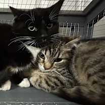 Thumbnail photo of Milky #2