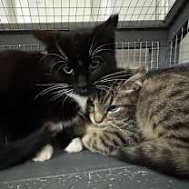 Thumbnail photo of Oreo #3