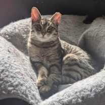 Thumbnail photo of Annie #2