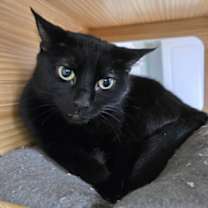 Thumbnail photo of Midnight #4