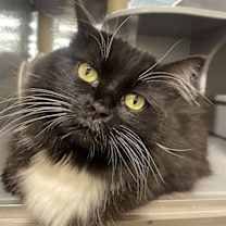 Thumbnail photo of Zora #1