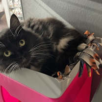 Thumbnail photo of Zora #3