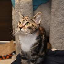 Thumbnail photo of Sugar Plum #2