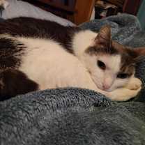 Thumbnail photo of Klinger #1