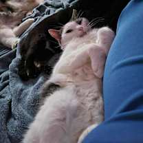 Thumbnail photo of Klinger #2