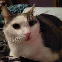 Thumbnail photo of Klinger #3