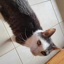 Thumbnail photo of Klinger #4