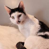 adopt-pet