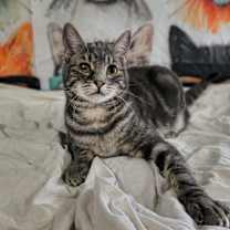 Thumbnail photo of Hank (the original) #3