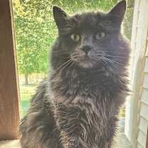 Thumbnail photo of Fluffy #1