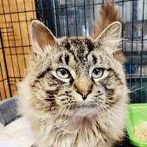 Thumbnail photo of Nimbus #2