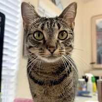 Thumbnail photo of Pearl #4