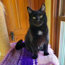Thumbnail photo of Aurora #1