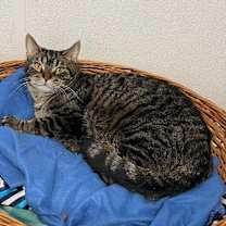 adopt-pet