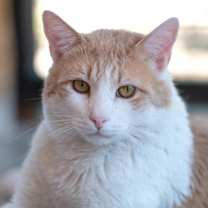 Thumbnail photo of Leo Decatmeow #2