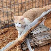 Thumbnail photo of Leo Decatmeow #4