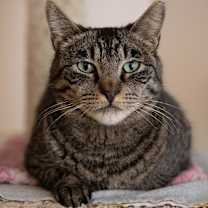 Thumbnail photo of Bucky #4