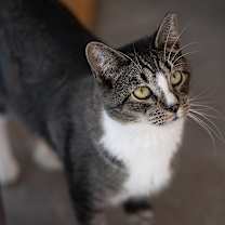 Thumbnail photo of Palmer #4