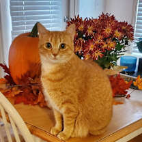 Thumbnail photo of Makka + (my bonded pair Nala) #1