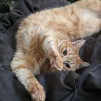 Thumbnail photo of Makka + (my bonded pair Nala) #3