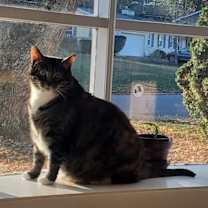 Thumbnail photo of Nala + (My Bonded pair Makka) #4