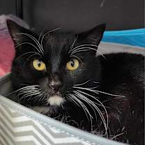 Thumbnail photo of Bingo #3