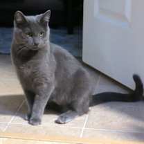 Thumbnail photo of Pepper #1